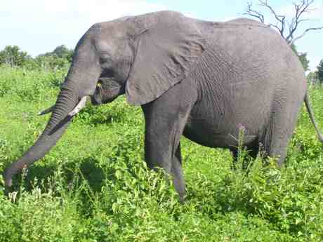 Chobe Elephant